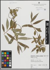 Foto von Salix alba L.